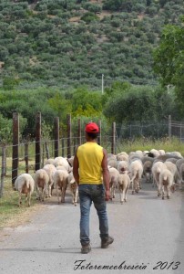 Pastore 1
