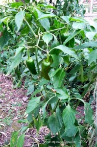 Pianta peperuscille