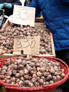 LAMPAGIONE - (Muscari comosum Miller) - Nome dialettale: Lambasciùlle