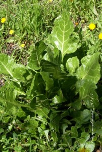 BIETA - ( Beta vulgaris). Nome dialettale: Jiète de campàgne 