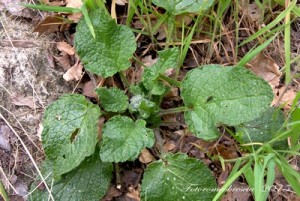  BORRAGINE - (Borago officinalis L.) - Nome dialettale: Burraccèlle. 
