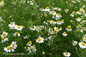 CAMOMILLA - (Matricaria chamomilla L.) - Nome dialettale: