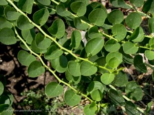 CAPPERO - (Capparis spinosa L.) - Nome dialettale: chiapparìne.