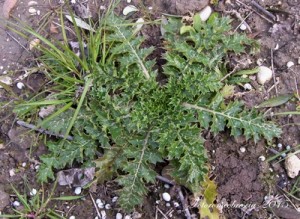 CARDO - (Scolymus hispanicus L) - Nome dialettale: Cardungìlle. 