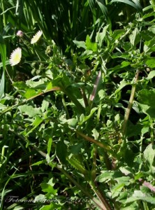 Crespino Spinoso