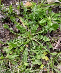 CICORIA - (Cichorium intybus L.) - Nome dialettale - cecòrije o cecurièlle. 