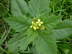 SENAPE SELVATICA - (Sinapis arvensis) - Nome dialettale: Cimamarèlle