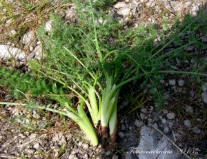 FINOCCHIO SELVATICO (Foeniculum vulgare Miller). Nome dialettale: fenucchìlle 