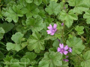 MALVA – (Malva sylvestris) - Nome dialettale: