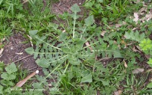 Fiordaliso Giallo