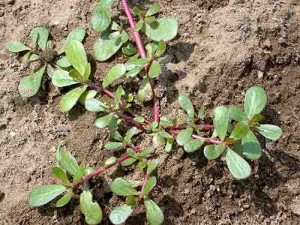 PORCELLANA - (Portulaca oleracea L.) - Nome dialettale: Precchiàcche