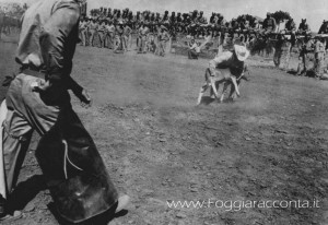 Rodeo a Foggia 4