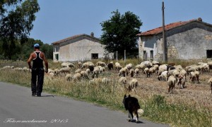 Pastore