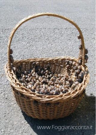 Cesto di Eobania vermiculata, mercato rionale di Foggia.