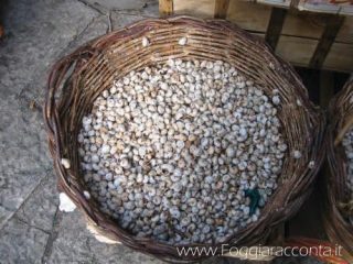 Cesto di Cernuella virgata e Theba pisana, mercato rionale di Foggia.