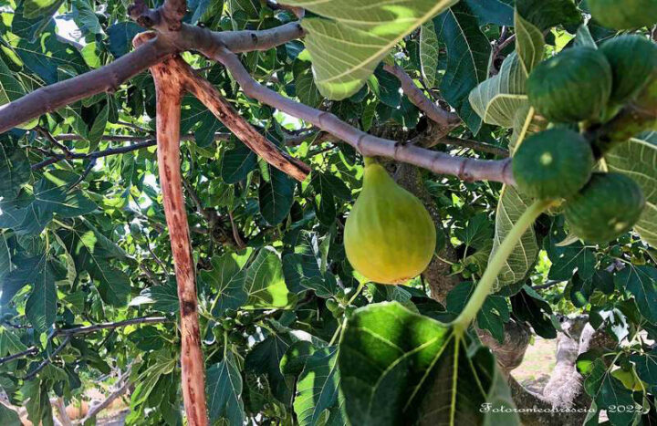 Fiorone e uncino per la raccolta